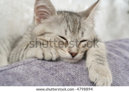 The small grey kitten sleeps on a sofa