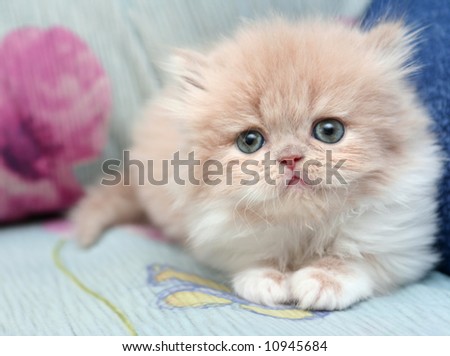 سجل دخولك بصورة قطة جميلة Stock-photo-sight-of-a-small-nice-fluffy-kitten-10945684