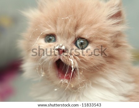 One fluffy kitten with the open mouth