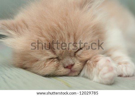 The small nice fluffy kitten sleeps on a sofa