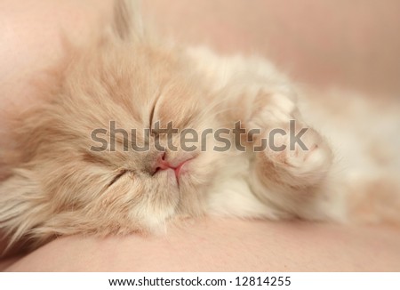 The small nice fluffy kitten sleeps on a sofa