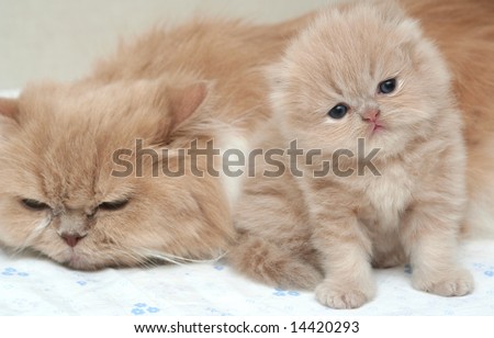 The kitten and cat together lay on a sofa