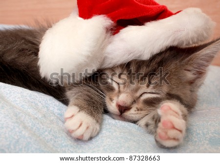 The grey kitten sleeps in a New Year\'s cap