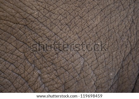 Elephant leather. texture of elephant