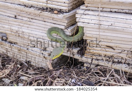 green snake in old tile