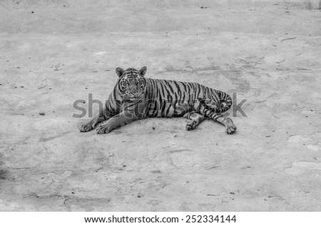 black and white tiger in open zoo.