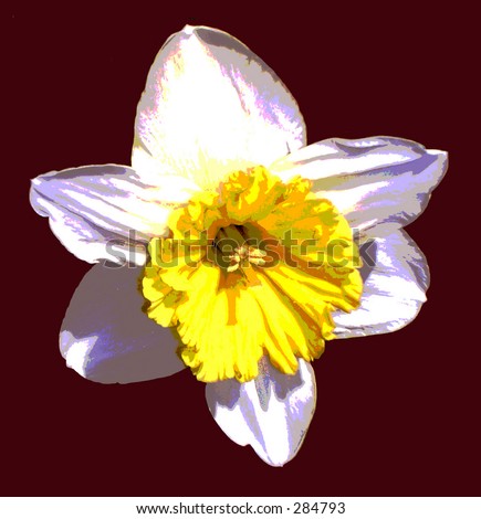Close-up, slightly posterized, bright, colorful image of daffodil, with solid background.