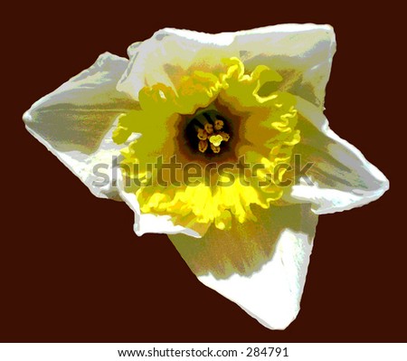 Close-up of budding daffodil; colorfu, bright, with solid background.