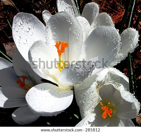 Ultra close-up of wet white Crocus in all of its glory.