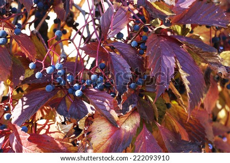 Autumn Leaves And Berries Background