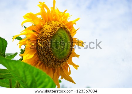 Sun flower against a blue sky/Sun flower.