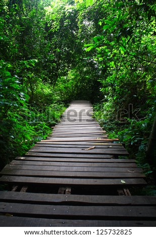 Wood bridge in the forest./Wood bridge.