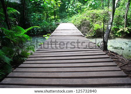 Wood bridge in the forest./Wood bridge.