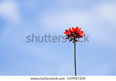 Close up Red Flower on blue sky./Red Flower.