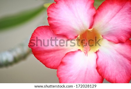Close up red desert rose flower.