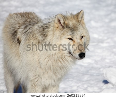 Canis lupus occidentalis  - Canadian/Rocky Mountain gray wolf