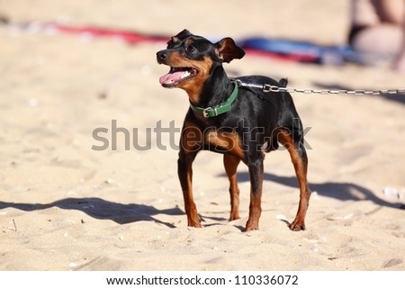 miniature pinscher with chain on the beach