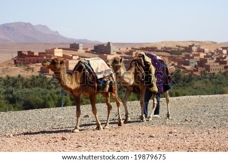 Camel Carrying