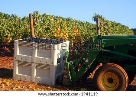 Tractor picking up full bin of grapes fresh from the harvest