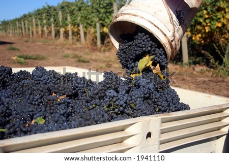 Close up bucket of grapes being dumped into a full bin
