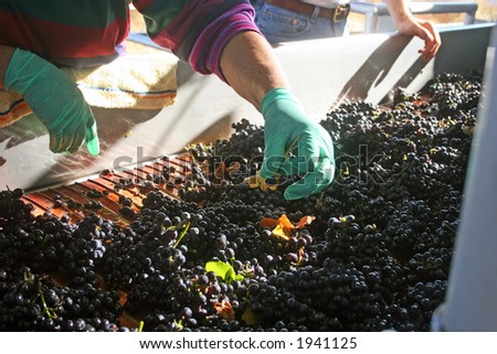 grapes being crushed