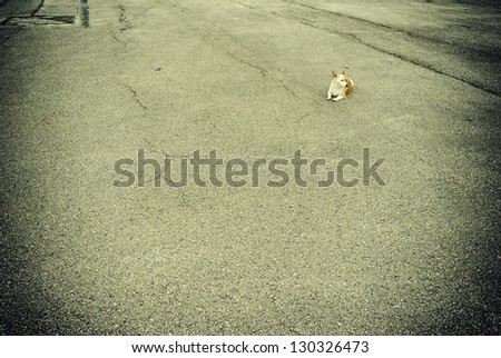 Little stray dog alone in the big world. Space for text.