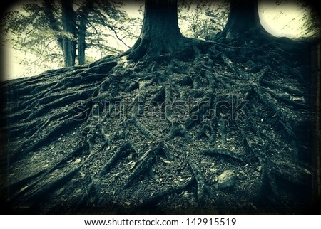 Spooky old analog capture of very old beech tree roots in a Danish forest.