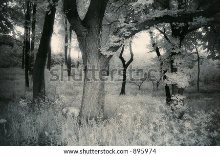 A silent fresh summer morning with a smell of wood in your nose and a sound of birds in your ears. Analog infrared capture. Silvergrains to be seen.