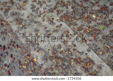 Pavement under a plum tree. Crushed and smashed plums all over.
