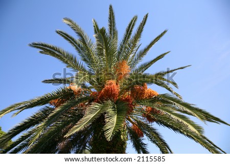 date palm fruit. Date+palm+tree+fruit