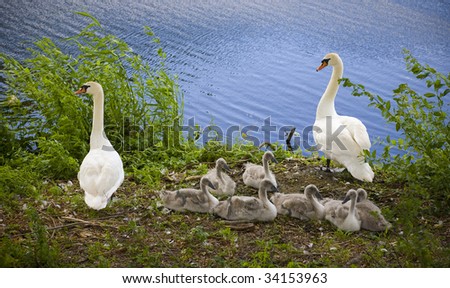 Two proud swan parents with seven cygnets.