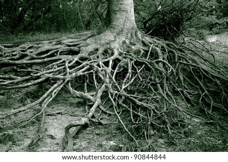 Old mystery roots in a Danish forest. Monochrome image.