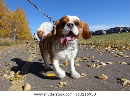 Cavalier King Charges Spaniel going for a walk