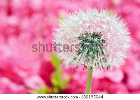 Dandelion on blurry pink background