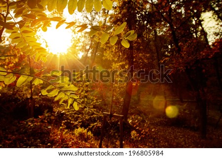 Rays of the sun at sunset shining through the foliage with a lens flare