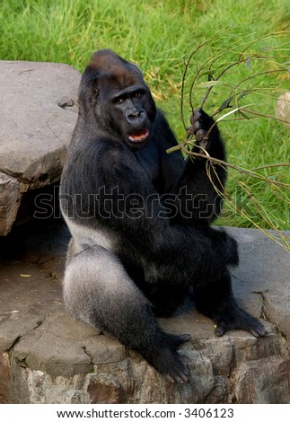 Angry Gorilla eating a tree branch