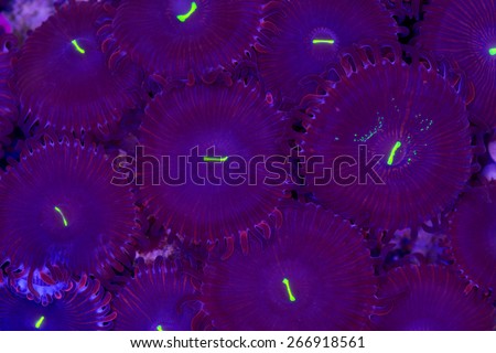 This is a colony of purple people eater palythoa zoanthids encrusting on a rock.  Each bright green slit is a mouth.