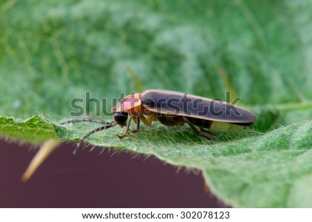 This is a firefly resting on a leaf before it spends the night flashing for a mate.