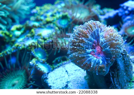 This is a mixed reef setting, with a rainbow Acanthastrea in the front.