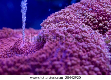 This is picture of a red Lobophyllia brain coral eating. The stringy substance coming from its mouth is what is being eaten.  The slit on top of the mound is its mouth.