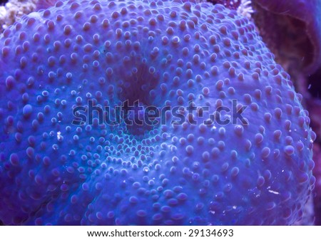 Purple Mushroom Coral