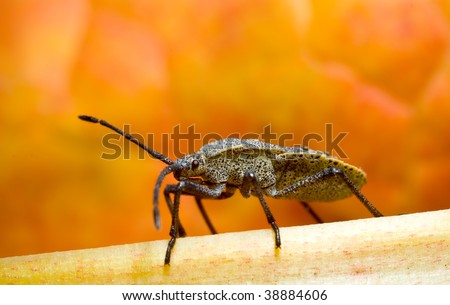 A squash bug crawling on a squash leaf