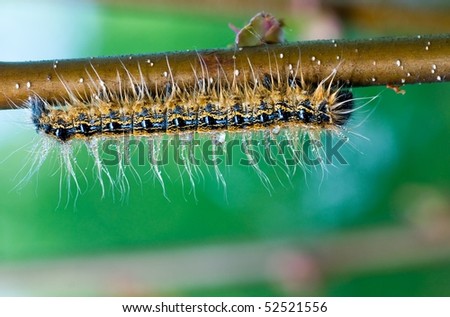 A tent caterpillar hanging from a prunus branch with dew on its setae