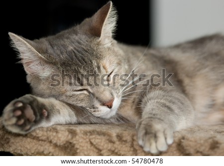 A short hair takes a nap on a cat post