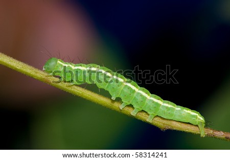 A bright green caterpillar resting on a branch with a multi colored background