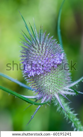 A head of a thistle flower taken early in the morning