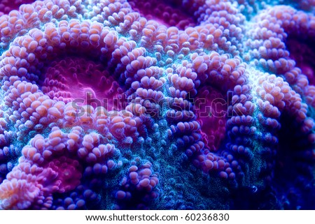 Blue Brain Coral
