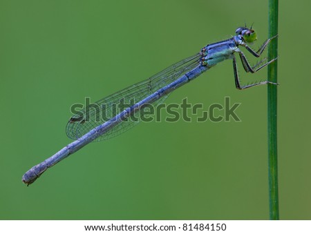 Blue damselfly resting on a single blade of grass