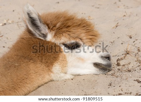 Female alpaca resting with her head in the sand