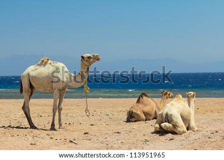 Camel on the beach at a Red sea.  Dahab,Sinai, Egypt.